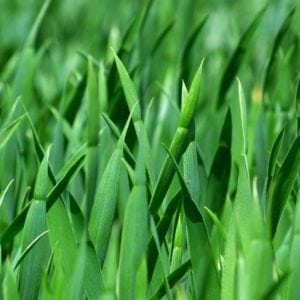 Grass image