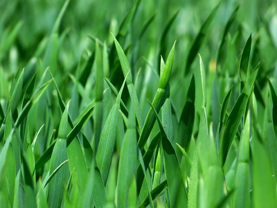 Grass image