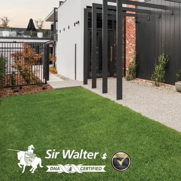 Sir Walter DNA Certified Buffalo Grass