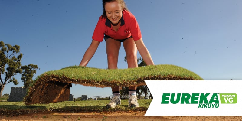 varieties eureka kikuyu vg image