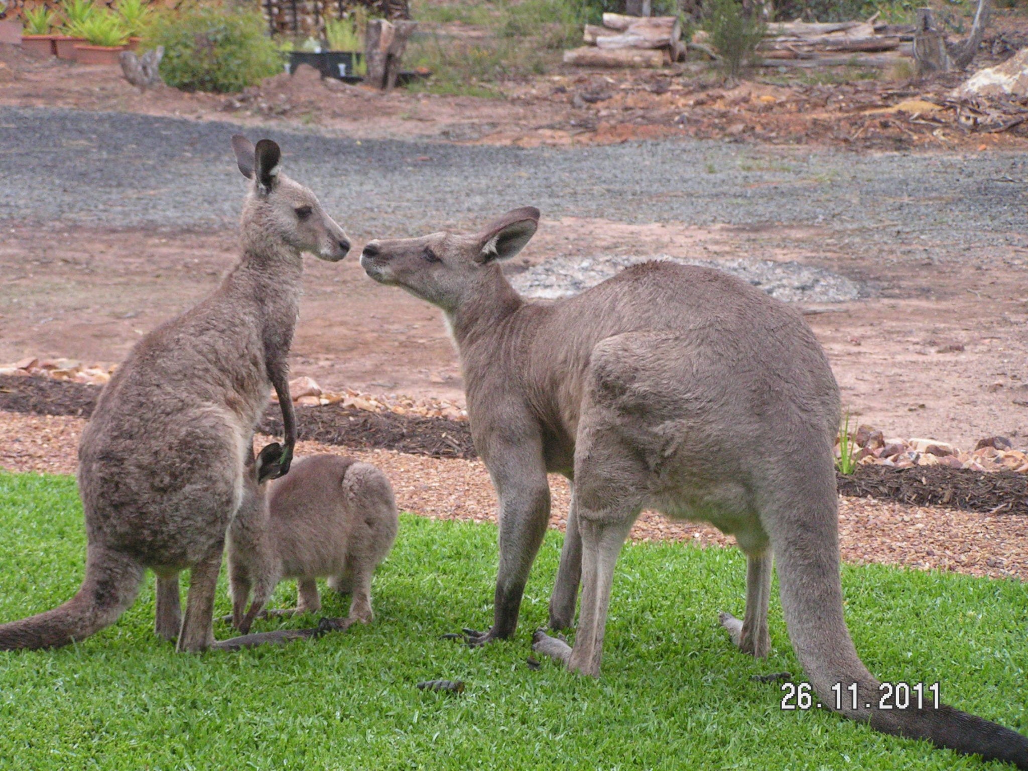 Kangaroos on lawn image