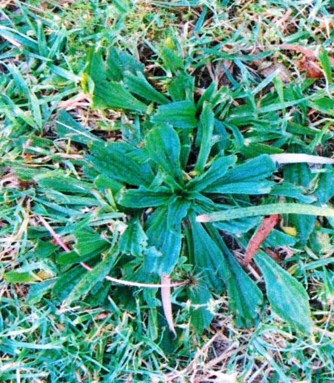 Weed Identification Tips For Customers Of Coolabah Turf Instant Lawn
