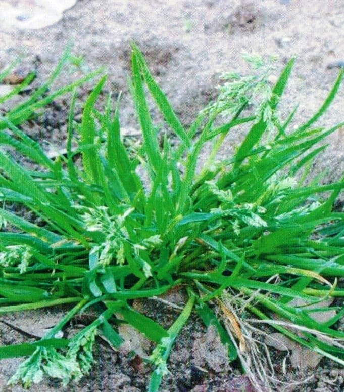Grassy Lawn Weeds Identification