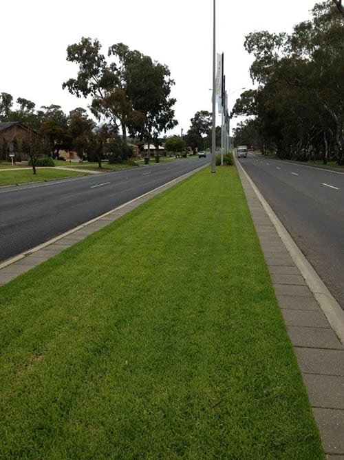 bunnings turf in winter image