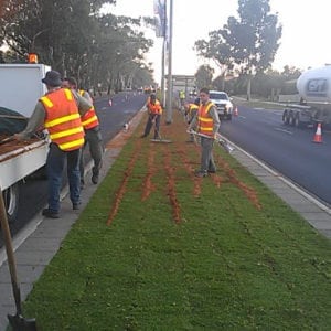 Workers installing lawn in median-strip image