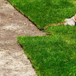 Laying Coolabah turf image 2