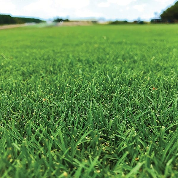 Buy TifTuf Instant Turf Coolabah Turf