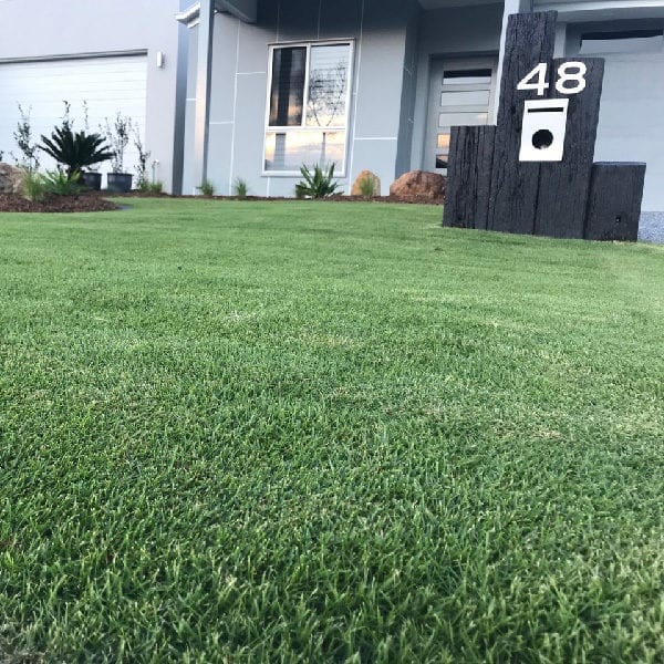 Sir Grange Zoysia - Image 4