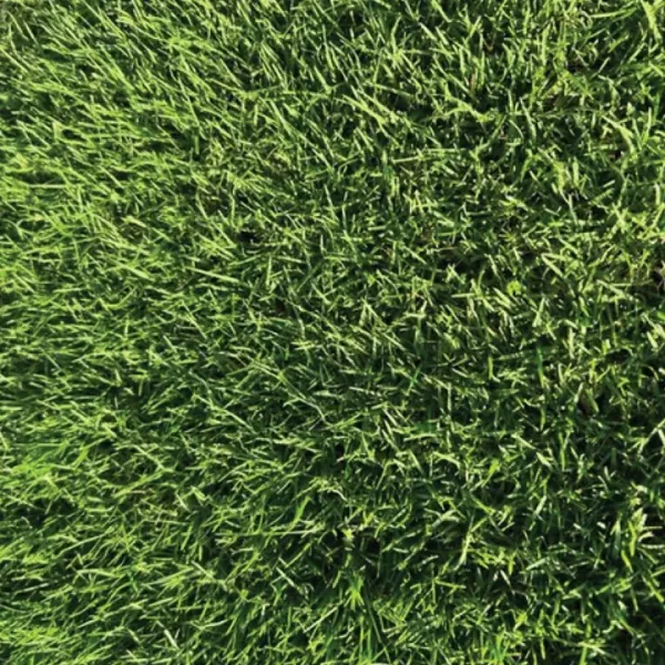 TifTuf Bermuda Turf - Image 2