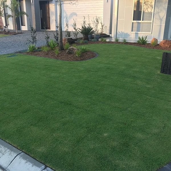 Sir Grange Zoysia - Image 2