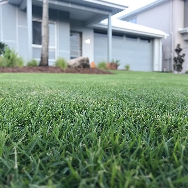 Sir Grange Zoysia - Image 3