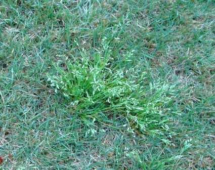 5 Common Winter Weeds - And How To Kill Them! - Coolabah Turf