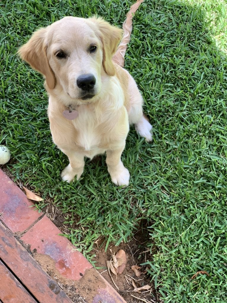 Dog digging holes in lawn