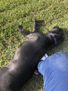 Jessie the Vision Australia Dog Sunning herself on her new Coolabah Turf