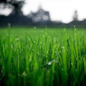 close up of lawn image (Medium) – 1_7uYCewIhNYhHiYtGhhplzA close up of lawn image (Medium) - 1_7uYCewIhNYhHiYtGhhplzA