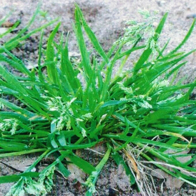 creeping weeds identification