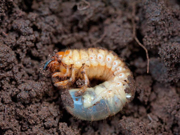 Detecting Treating Lawn Grubs All You Need To Know - Cool Turf