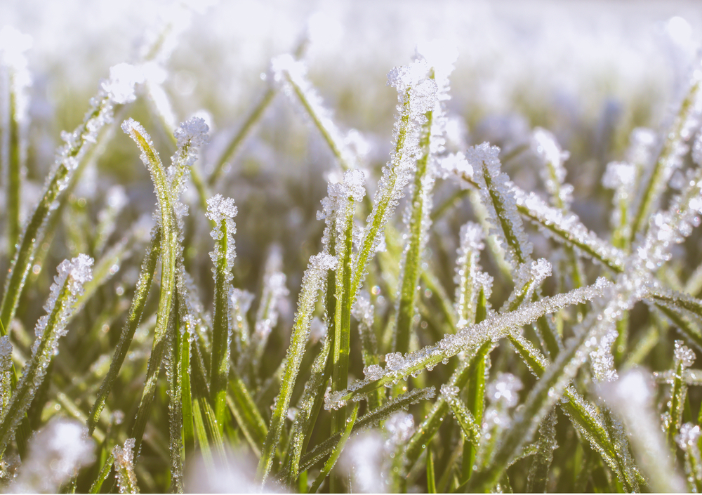 Closup of a winter frost on Sir Walter buffalo grass, Victoria