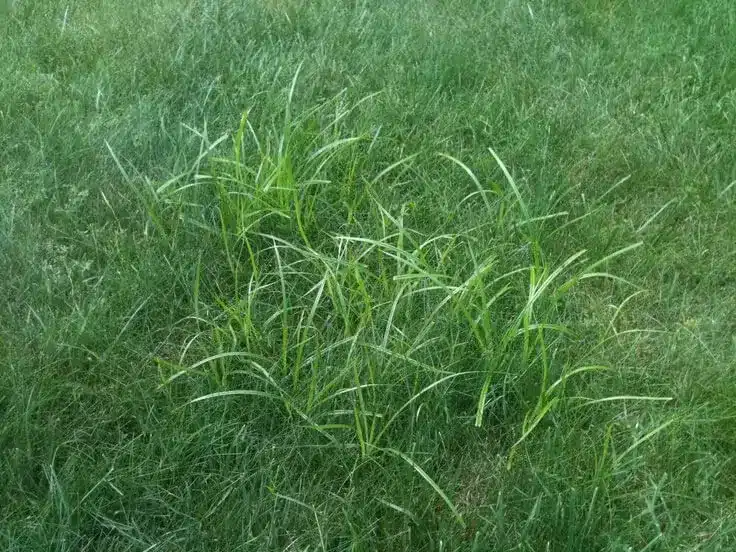 2-nutgrass