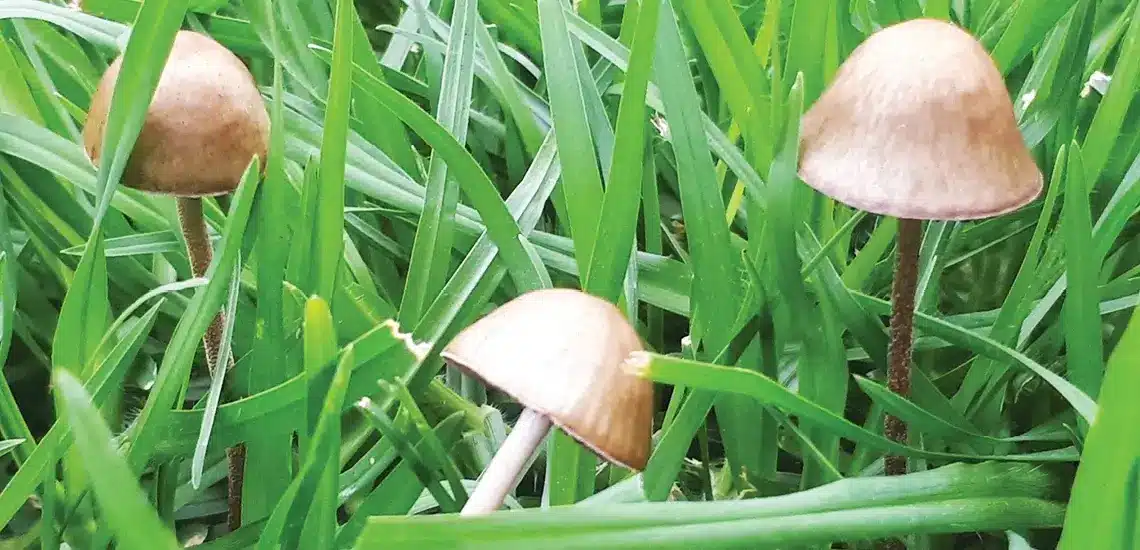 Why Do Mushrooms Grow In My Lawn | Coolabah Turf