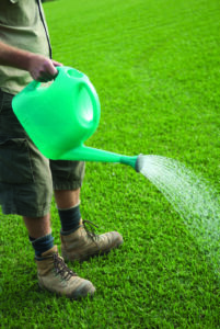 Man watering lawn with a watering can