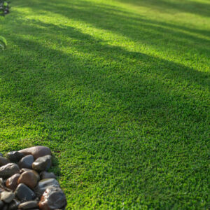 Stampede Buffalo Grass