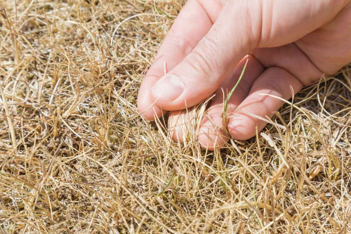 Dormant Grass FI Dormant Grass FI