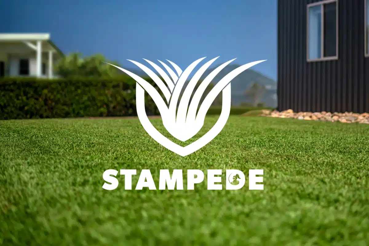 Stampede Feature Image Stampede Feature Image